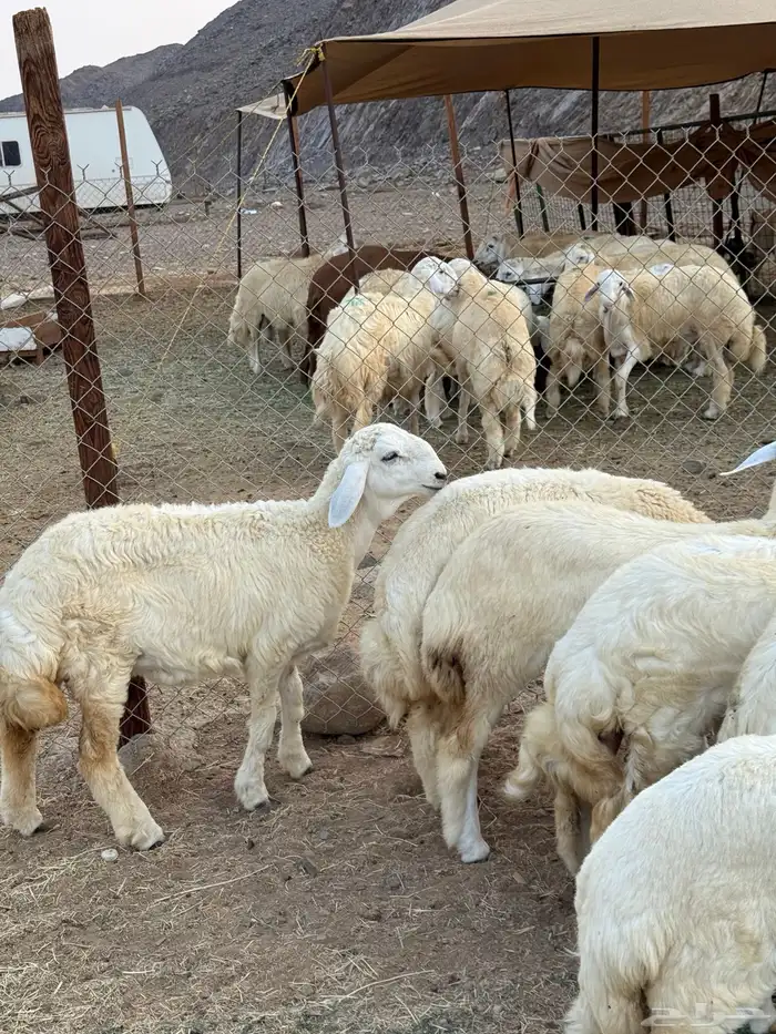 رخال فواخر صنف 5