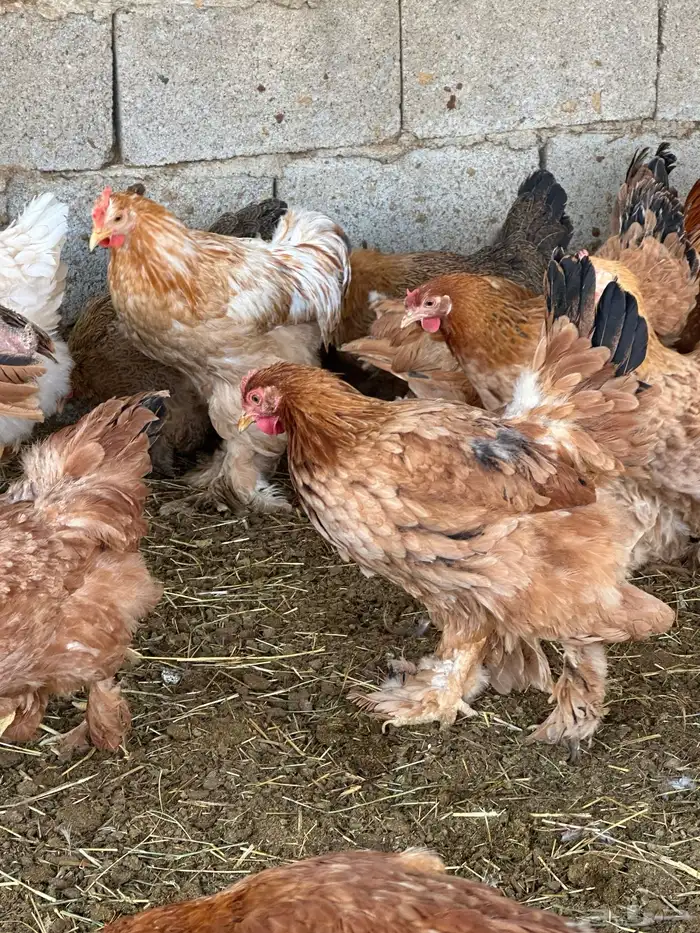 دجاج براهما وكوشن 3