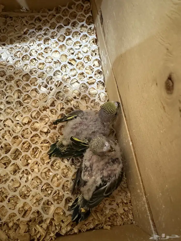 فروخ الباجي للبيع 0