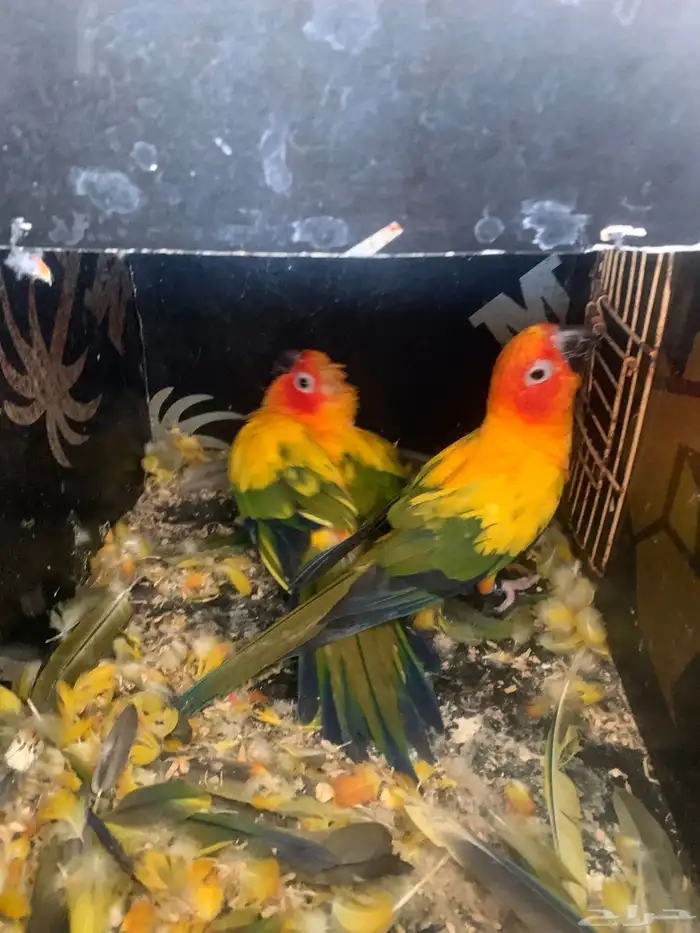 زوج صن كنيور منتج 2