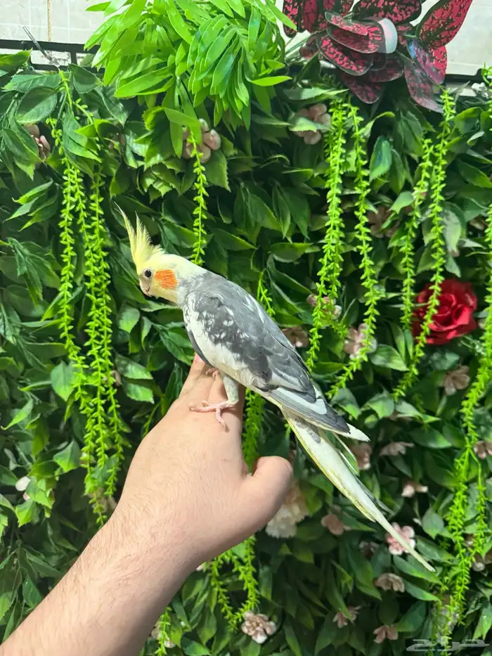 كروان للبيع 6