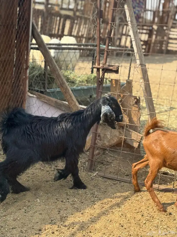 جفار وتيس مضبي 0