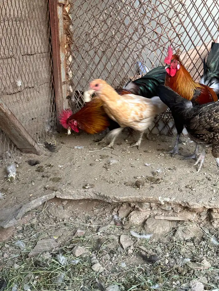 ديوك ترثه 14