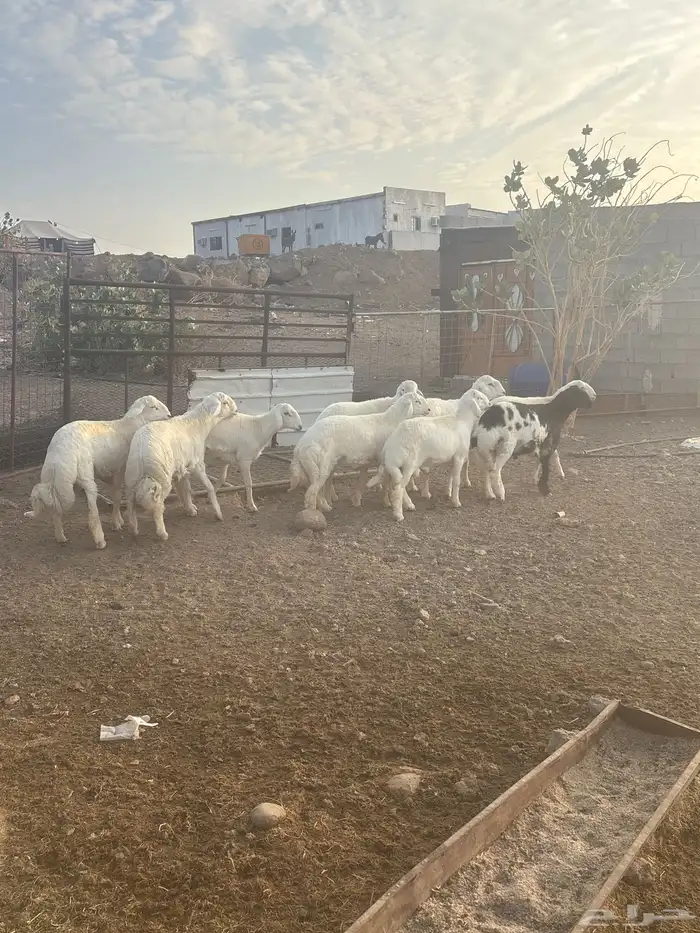 طليان جبره عدد 9 شمال الطائف 160 ك ضواحي المحاني 4