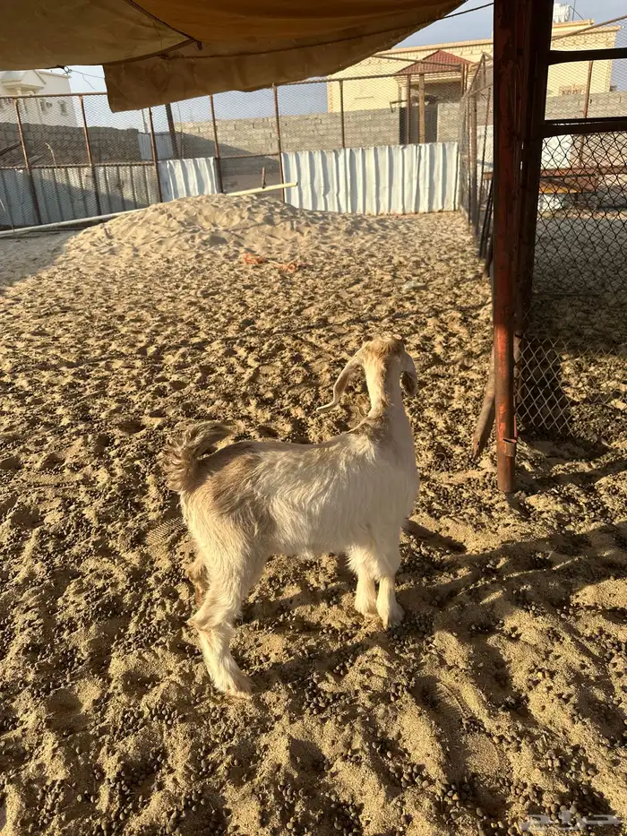 للبيع تيس وطلي كفو شحم ظهر وطرف 1