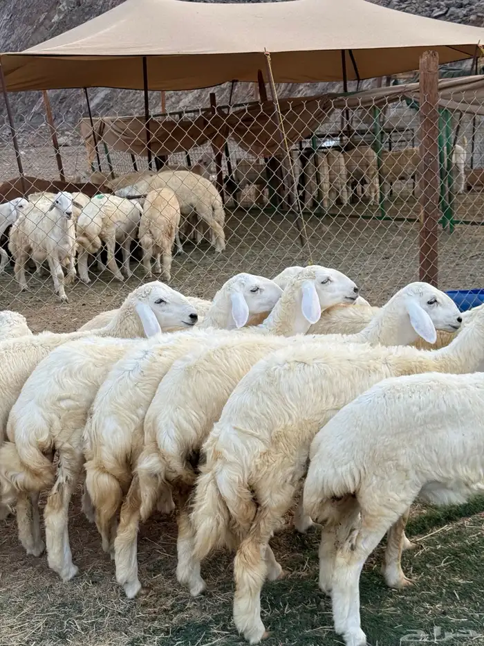 رخال فواخر صنف 3