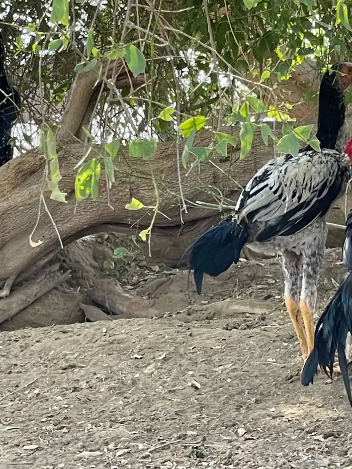 فرخ باكستاني 1