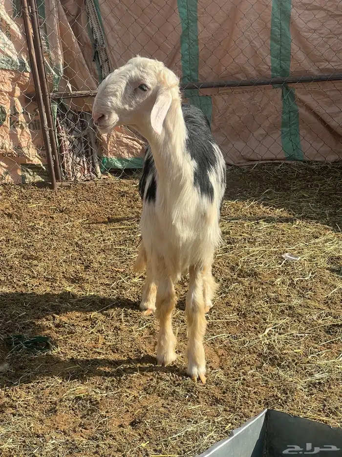 خروف مشروع فحل 5