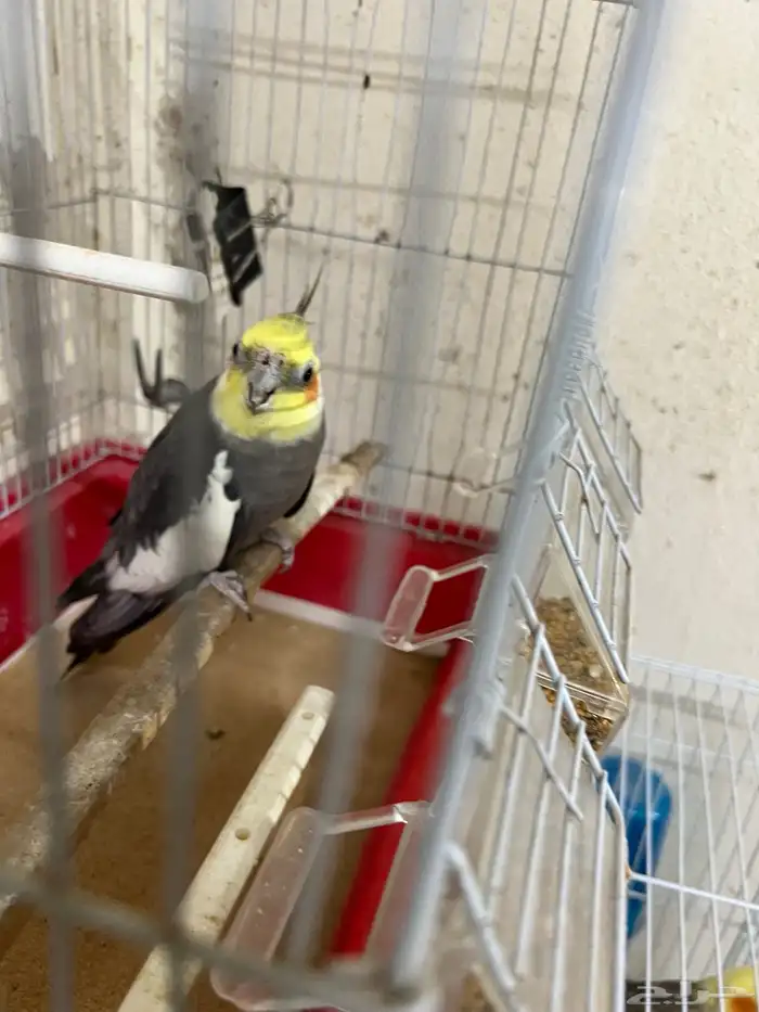 ذكر كوكتيل للبيع 0