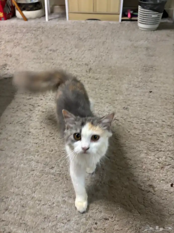 قطه كاليكو 0