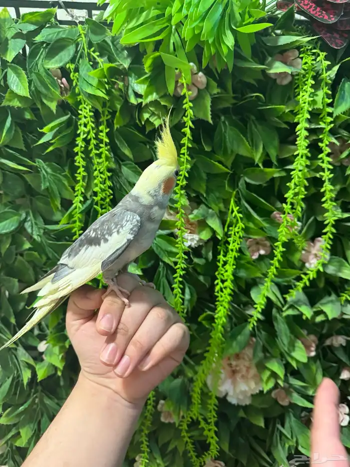 كروان للبيع 5