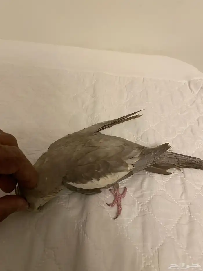 للبيع ذكر كروان 3