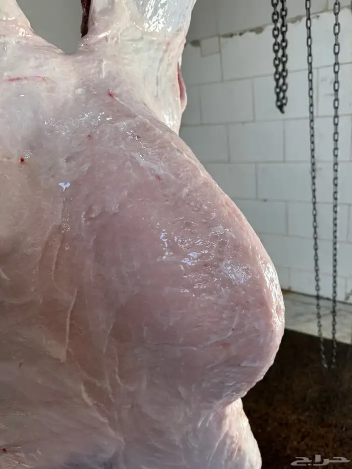 حاشي لباني مشروط عمره (6) شهور والطعم تحدي 2