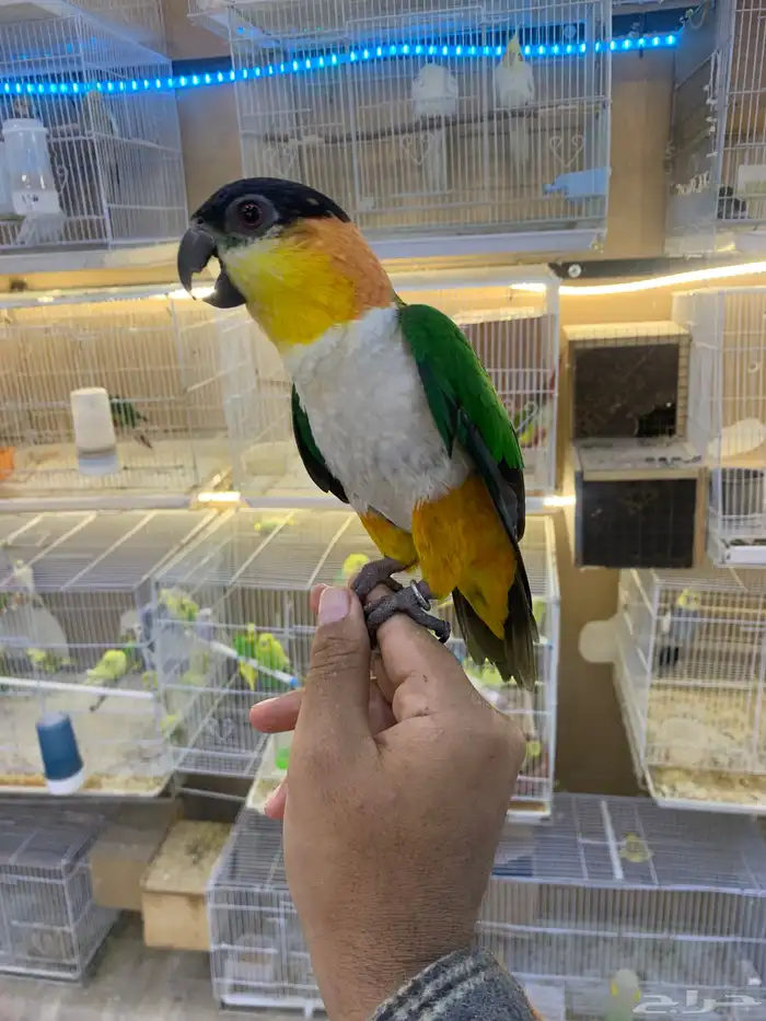 للبيع ببغاء كايك اليف 0