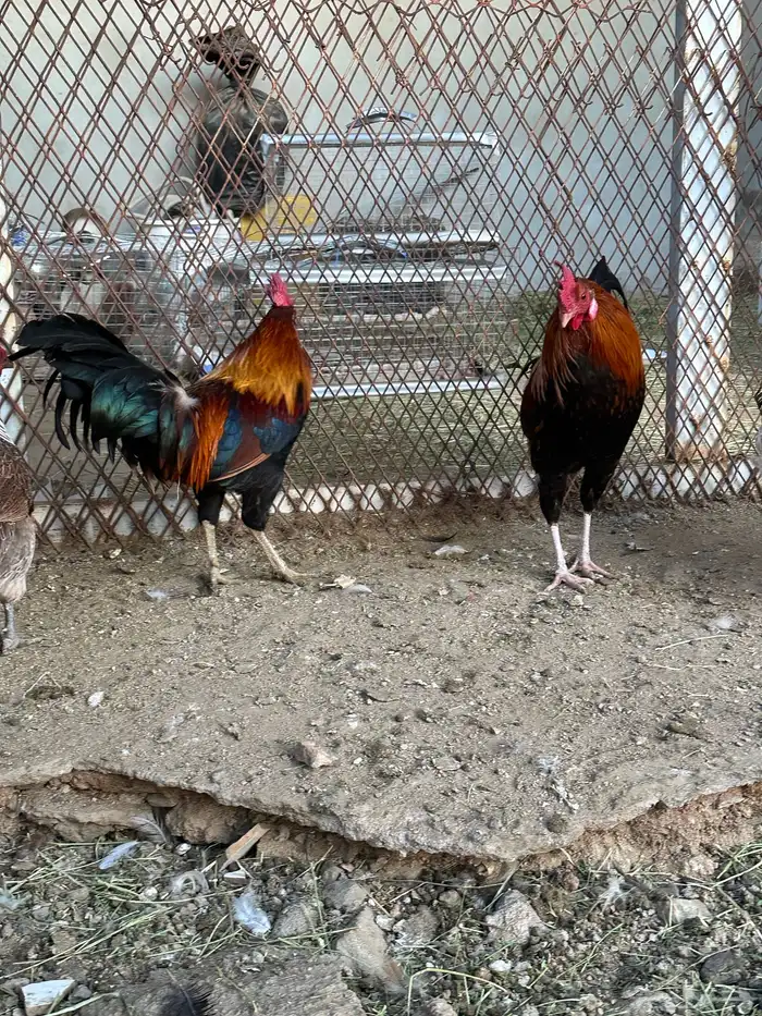 ديوك ترثه 10