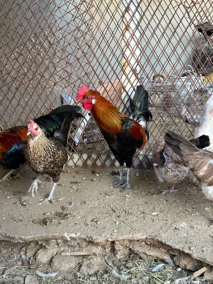 ديوك ترثه 16