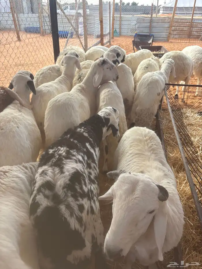 سواكن مرابي 2