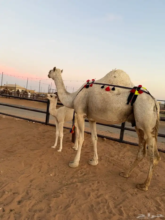 ناقه خلفه مصغر وضحى منيحة 4