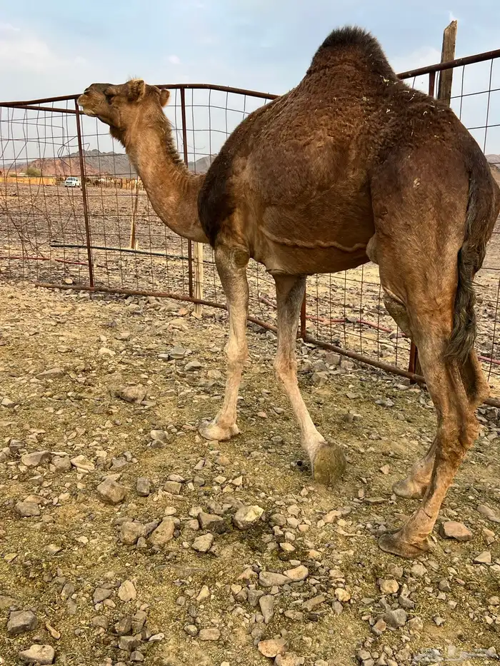 خلفه حمرا دهما ب 7200 تم البيع 7