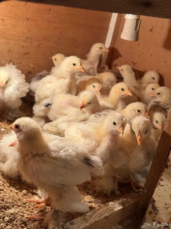 صوص براهما 0