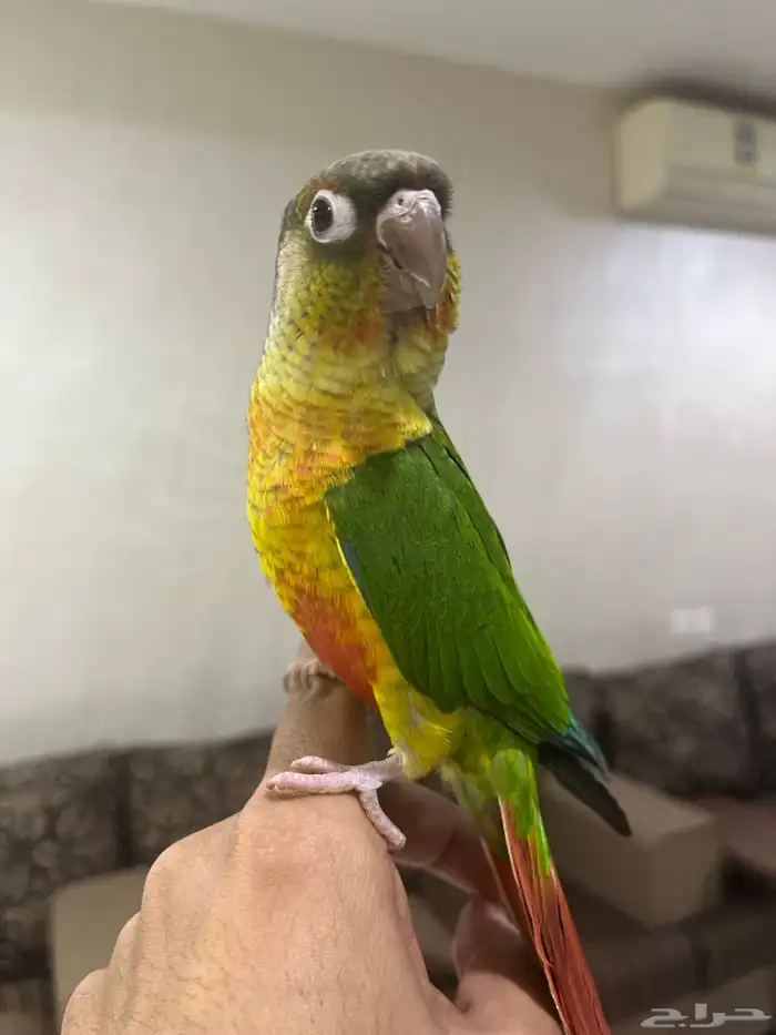 للبيع كنيور أليف 0