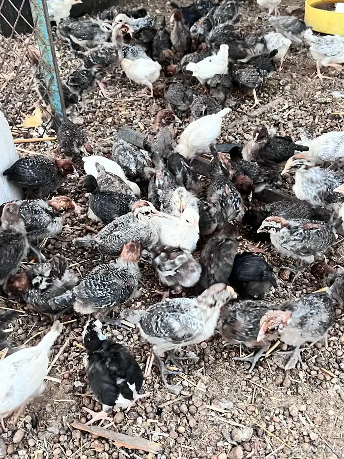 صوص مشكل طيب 3