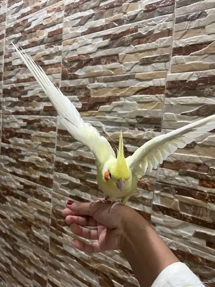 طير كروان للبيع مستعجل 1