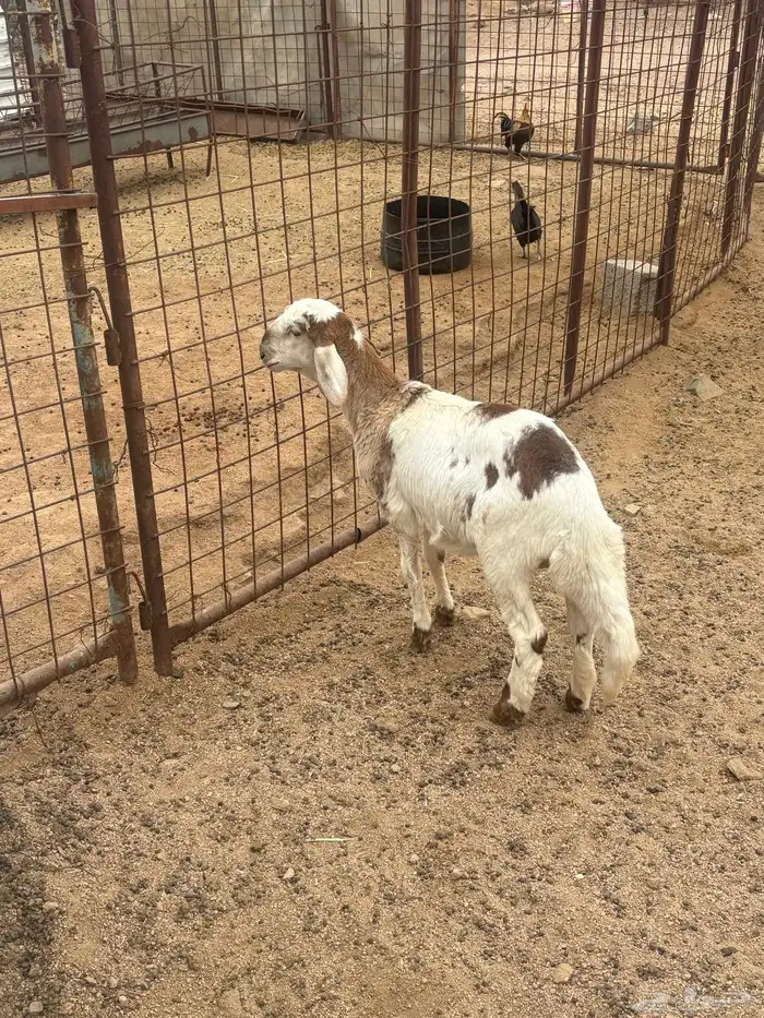 رخل سواكنيه تم البيع 3