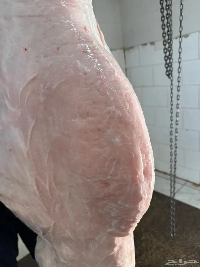 حاشي لباني مشروط عمره (6) شهور والطعم تحدي 3