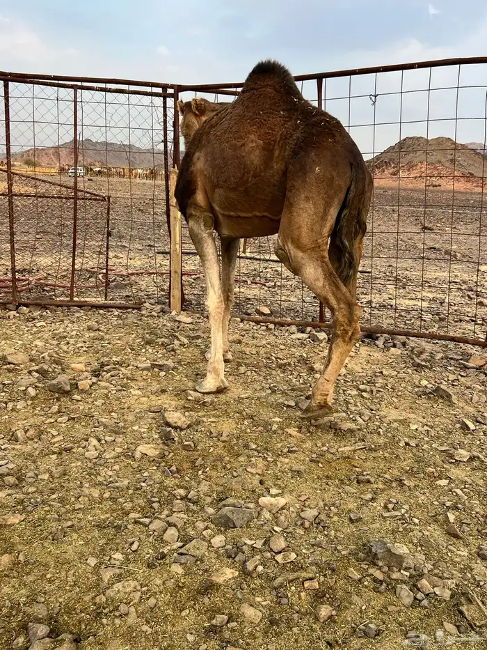 خلفه حمرا دهما ب 7200 تم البيع 6