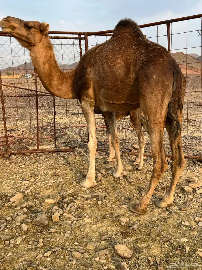 خلفه حمرا دهما ب 7200 تم البيع 8