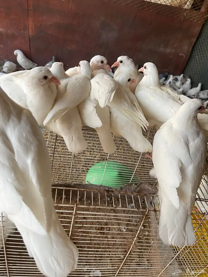 زغاليل جامبو 2