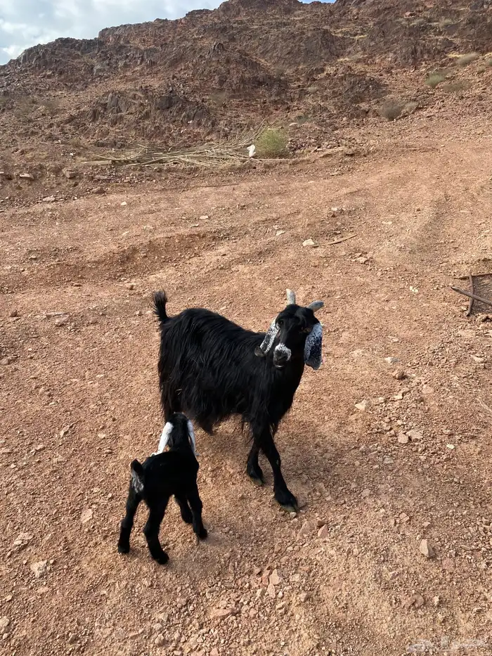 عنز بدويه والد منوة القناي 3