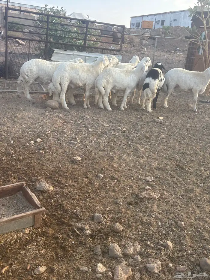 طليان جبره عدد 9 شمال الطائف 160 ك ضواحي المحاني 5