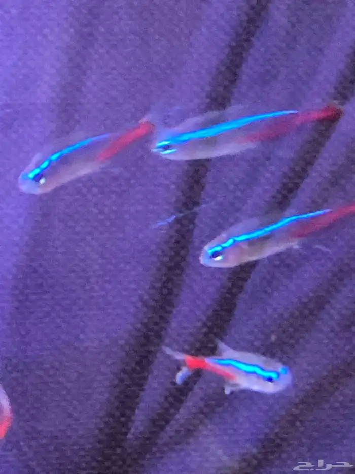 سمك للبيع 6 حبات ب 25 1