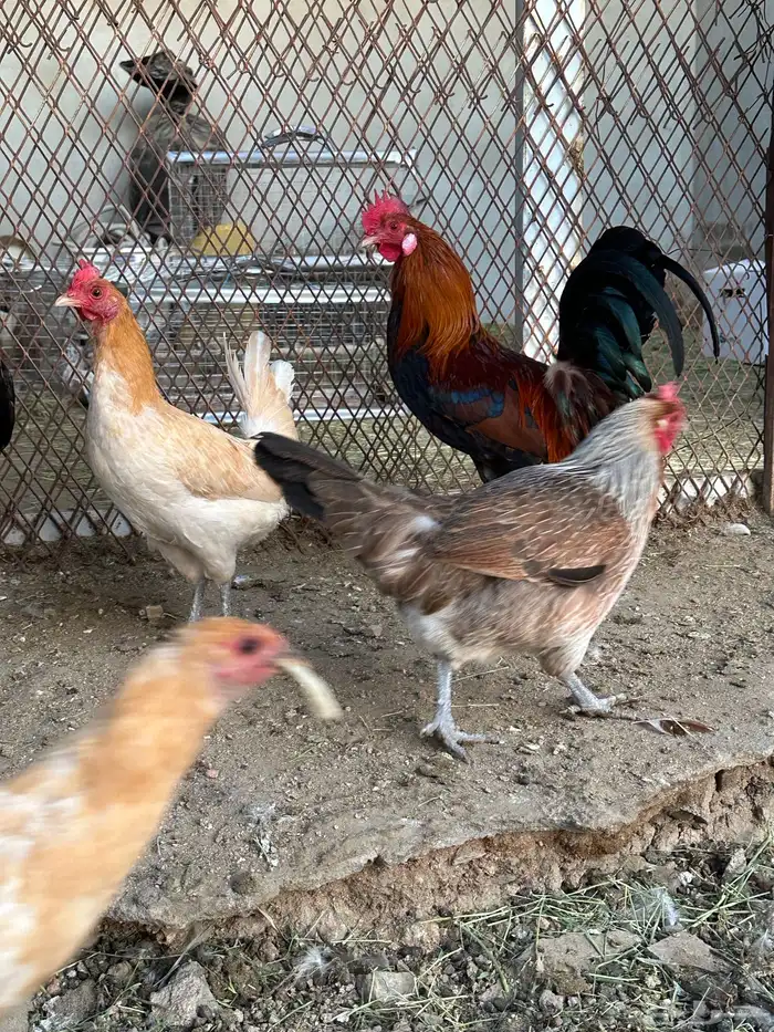 ديوك ترثه 11