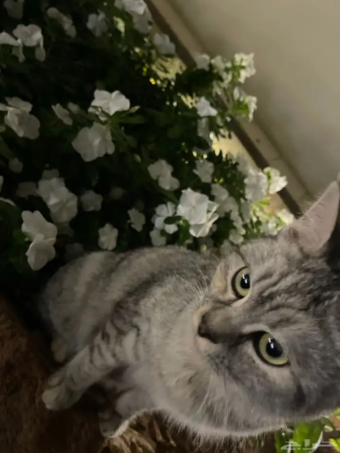 قطه شيرازي انثى (للبيع) 3