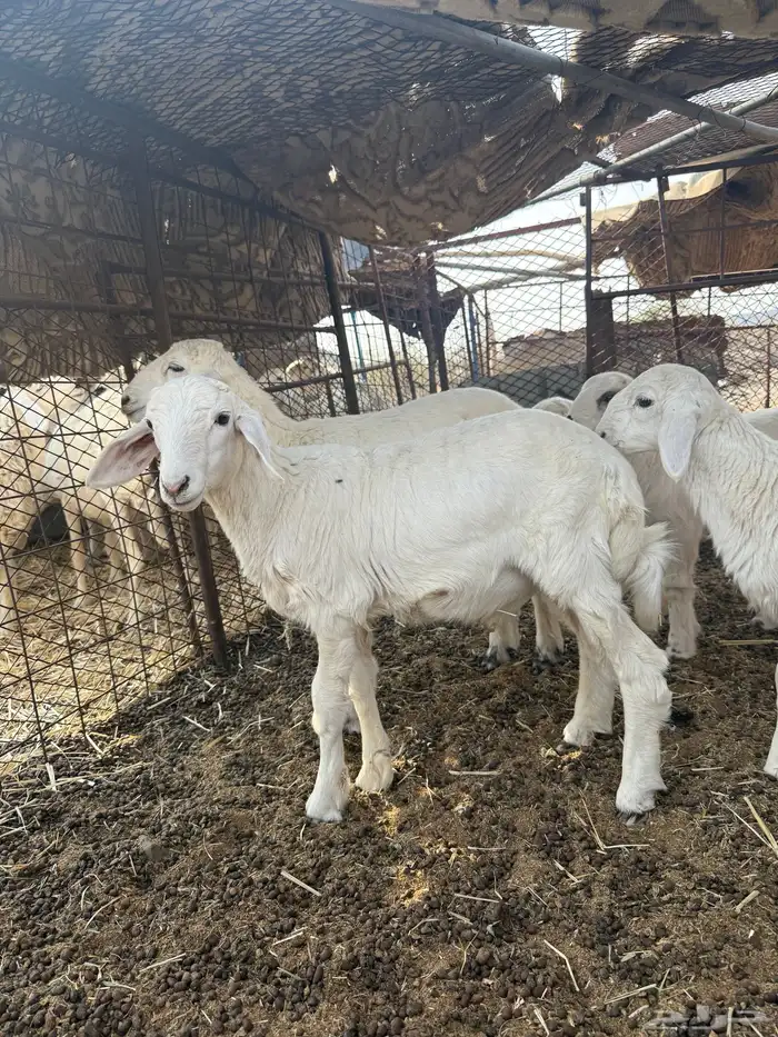 طلي حري ثني تومي 3 4