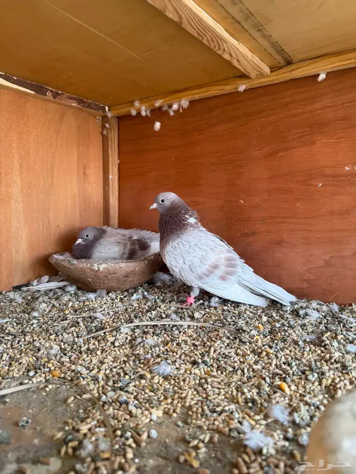 جوز حمام صنعاني 1