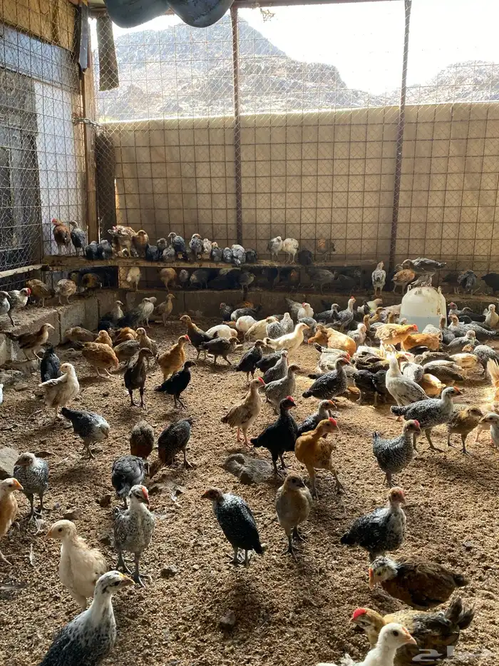 صوص بلدي نظيفة العدد 300 4