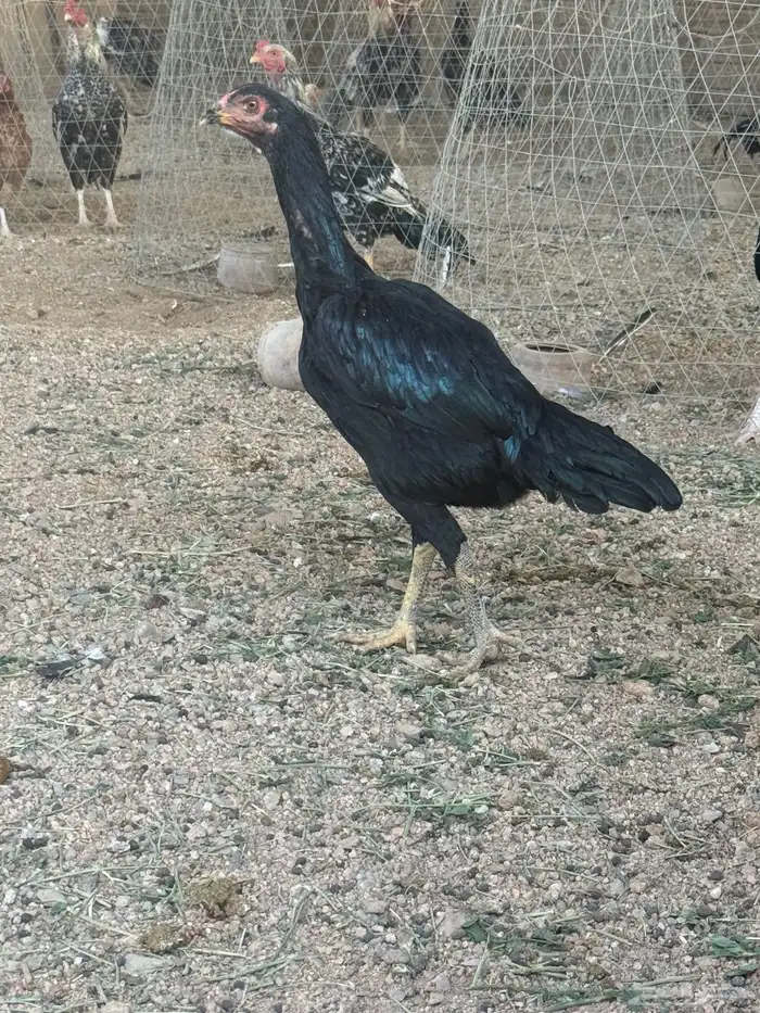 دجاجه سنديه 5