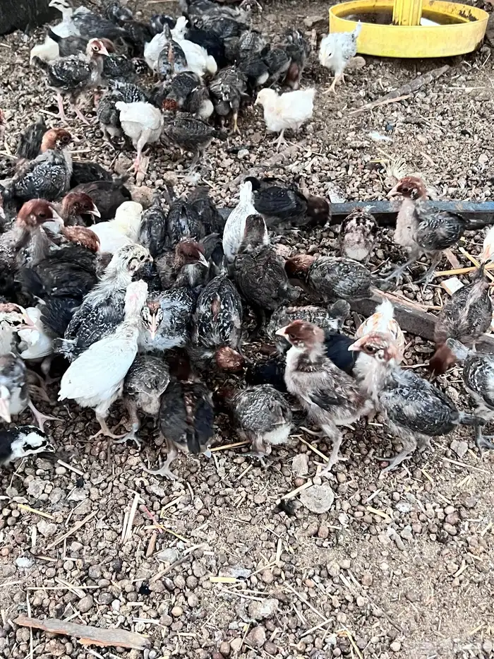 صوص مشكل طيب 1