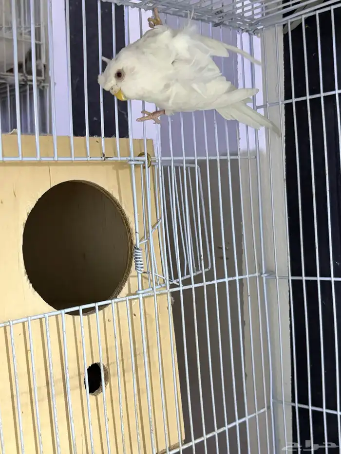 جوز هوقو غير أليف 1