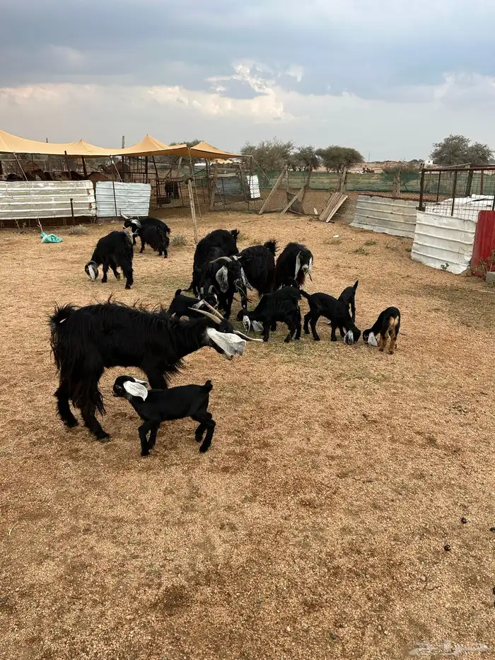 معزا خلفات 1