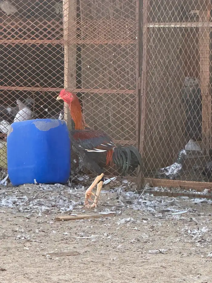 دجاج باكستاني 3