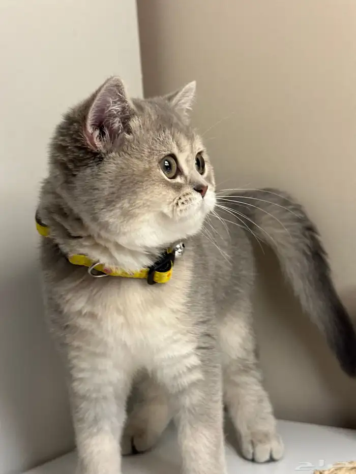 للبيع قطط سكوتش ستريت - بريتش مكس 2