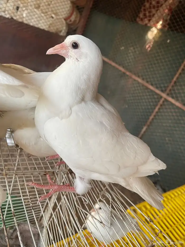 زغاليل جامبو 1