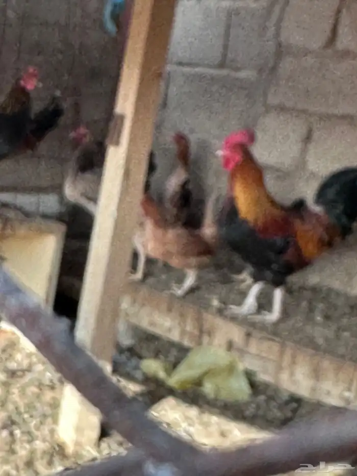 دجاج بلدي للبيع 0