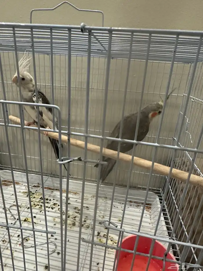 طيور كروان 1