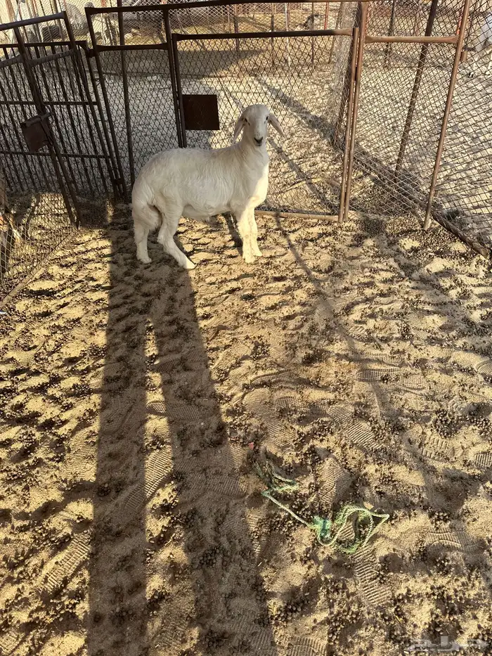 للبيع تيس وطلي كفو شحم ظهر وطرف 2